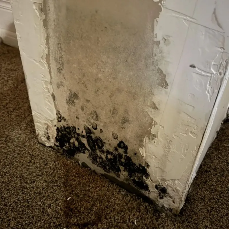Professional Mold Removal in Union County, TN